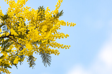 	爽やかな青空に咲いたミモザ