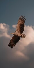 Obraz premium Majestic eagle soaring in cloudy sky with open wings