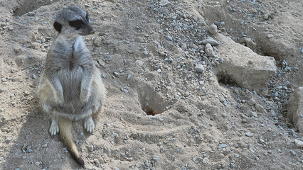 Meerkat Standing Near Burrows in Desert