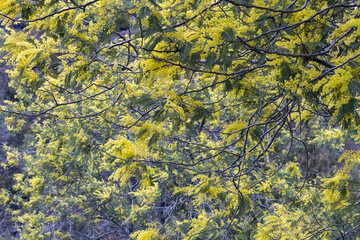 見頃を迎えたたミモザ