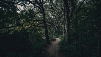 Eerie trees lining a hiking trail in a wilderness park, emphasizing seasonal change awareness