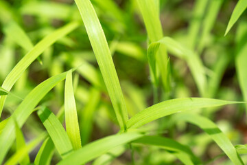 Close-up view of lush green grass blades with soft focus in sunlight