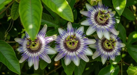 Four beautiful bluecrown passion flowers blooming in a lush green garden.