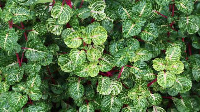 iresine herbstii (also known Iresine herbstii, Herbst's bloodleaf, Amaranthaceae, chicken gizzard plant, Iresine diffusa,Bayam Merah) flower. 