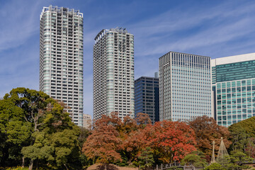 Obraz premium 都心散歩 小春日和の浜離宮