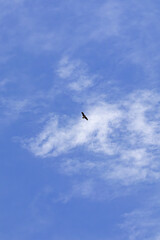 Obraz premium 都心散歩 小春日和の浜離宮