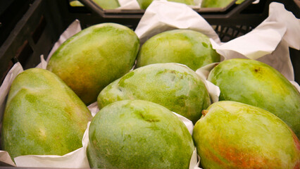 Close-up of many green mangoes in a plastic basket
