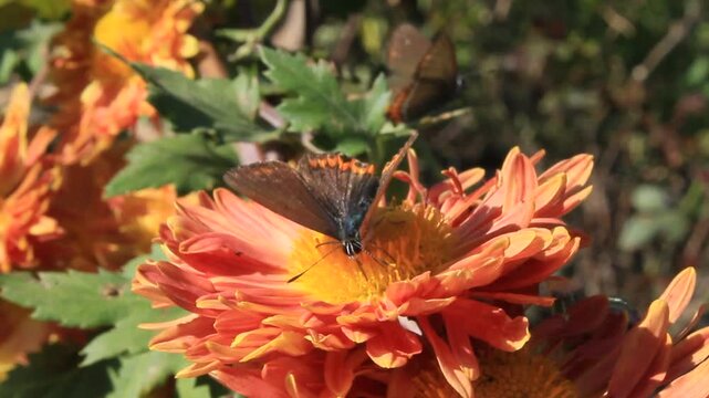 Brown Argus or Heliophorus butterfly extracting nectar and pollen from chrysanthemum flowers