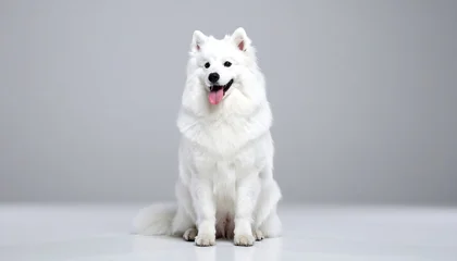 Wandcirkels Dierenarts Fluffy white dog sits attentively on a bright surface with tongue out, in front of soft gray backdrop  © hout