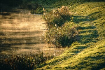 Poranna mgła unosząca się nad stawem i zielonym brzegiem w złotym świetle © Henryk Niestrój