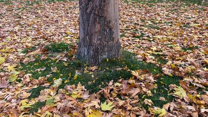 autumn leaves, yellowed texture under the plane tree