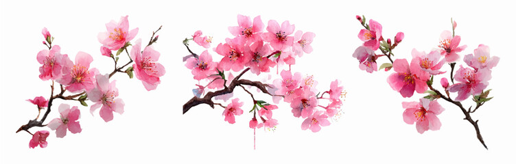 Watercolor set of sakura on an isolated background. Branches of sakura with lush pink flowers. Spring romantic flowers hand-drawn. Floral elements for spring designs. © Narin