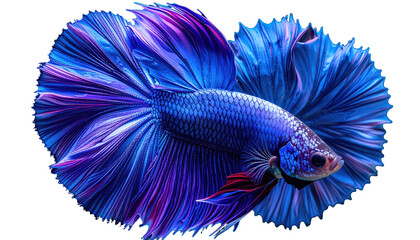 A vibrant Siamese fighting fish, showcasing flowing, colorful fins against dark