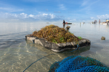 Sumba, Indonesia – 11. 23. 2025 – Seaweed farmers gather a dual harvest: their cultivated crop and wild seafood for home consumption and sale 