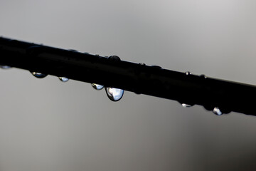 water drops on a tree