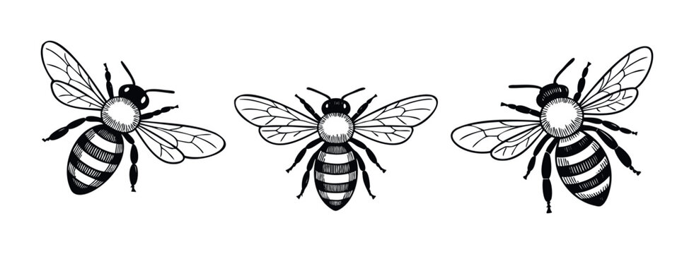 Collection of black and white hand drawn bees flying with striped bodies and transparent wings, ideal for natural product branding, environmental awareness campaigns, and educational