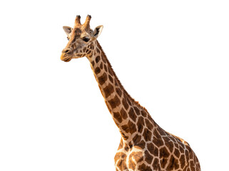 Majestic giraffe PNG isolated on transparent background, tall African mammal with brown spots for wildlife and nature designs