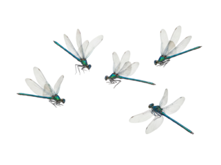 Group of blue and green damselflies isolated PNG on transparent background, delicate insects with translucent wings for design projects