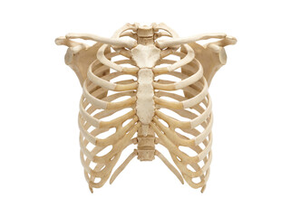 Human rib cage isolated PNG, anatomical skeleton model of thorax with ribs, sternum, clavicle and scapula on transparent background © Ryan