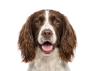 Happy English Springer Spaniel dog isolated PNG, brown and white pet with open mouth on transparent background © Ryan
