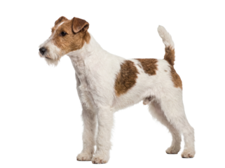 Wire Fox Terrier dog standing isolated PNG, cute pet with brown and white fur on transparent background