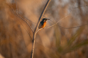 Stunning Close-up of a Kingfisher Perched and Observing
Vibrant Common Kingfisher (Alcedo atthis) Diving for Prey