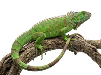 Green iguana isolated PNG on a branch, vibrant reptile with spiky crest and striped tail on transparent background