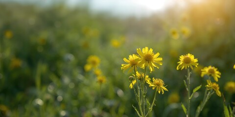 Yellow flowers of the Fen Ragwort, emphasizing seasonal bloom in natural wetland habitats