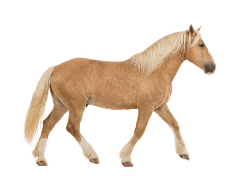 Palomino horse walking isolated PNG on transparent background, golden equine with blonde mane and tail for design use