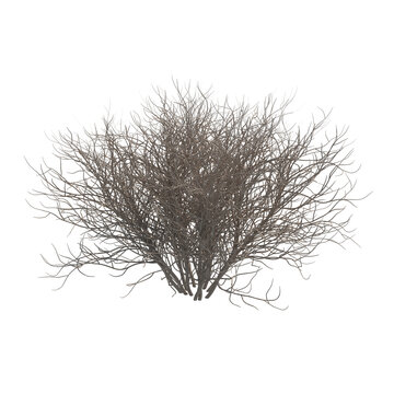 Lilac bare bush isolated transparent background 3d rendering PNG 16 bit with alpha channel
