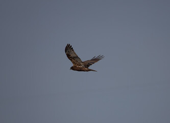 An exceptional photograph capturing an adult Montagu's Harrier (Circus pygargus), a slender and graceful bird of prey, in dynamic flight. The bird is typically seen quartering