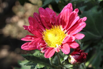 the Mums or Chrysanthemums beautiful flowers