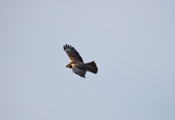 An exceptional photograph capturing an adult Montagu's Harrier (Circus pygargus), a slender and graceful bird of prey, in dynamic flight. The bird is typically seen quartering