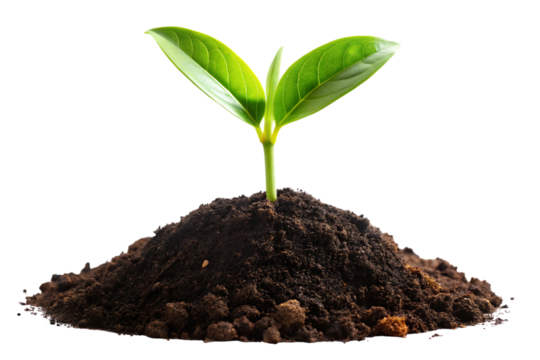 Seedling, vibrant green emerging from rich dark soil, cutout, PNG isolated on white or transparent background