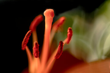 red chili pepper,nacka,sweden,sverige,stockholm,mats,