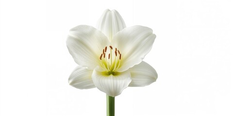 Close-up of a white amaryllis lily on a white background highlighting floral textures, suitable for botanical backgrounds