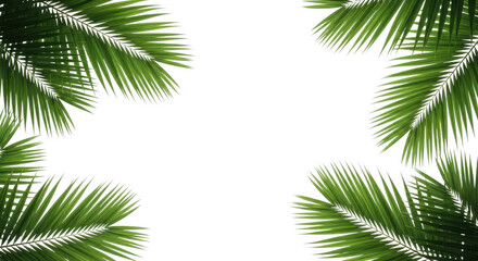 Tropical palm fronds framing an empty space for text or design.
