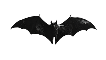 Dark grayscale bat with wings spread wide, silhouetted against a black background