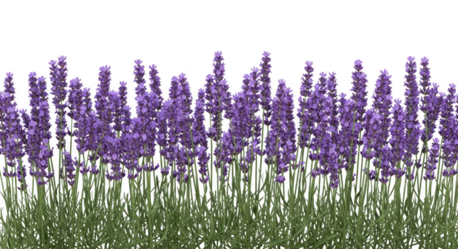 Lush purple lavender flowers: a vibrant, fragrant floral border
