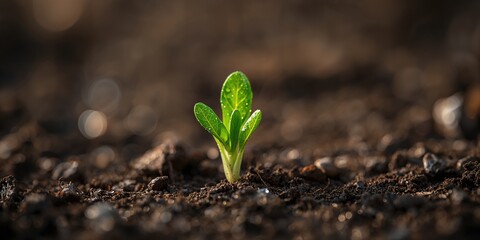 First leaves of arugula forming a textured background for culinary design, food textures and backgrounds
