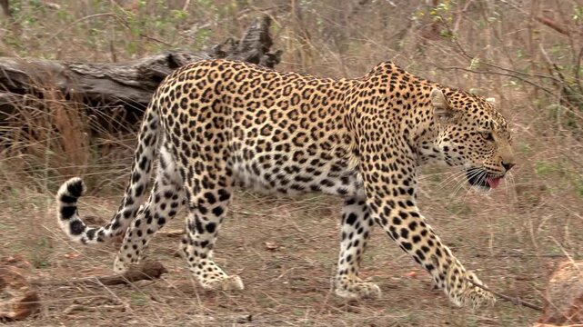 A wild African leopard casually moving through the bush.