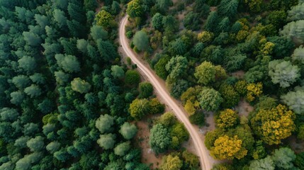 Beautiful aerial view of a drone of deciduous forest with a dirt road on a summer day