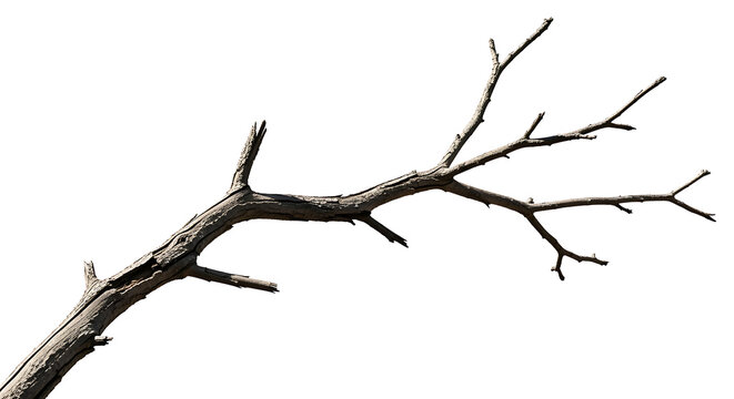 A bare, dry tree branch extending across a white background, suggesting themes of nature and the changing seasons