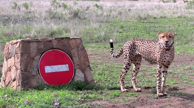 Cheetah contact calls and looks around next to a no-entry sign in the wild.