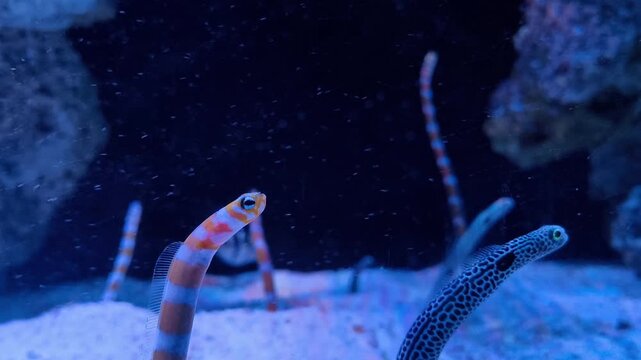 Close-up of a group of Spotted and Banded Garden Eels emerging from a sandy substrate in a deep blue underwater environment. A living underwater garden against the dark background in an aquarium.