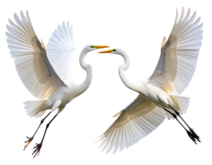 Two white egret flying variations in one frame, isolated on transparent background