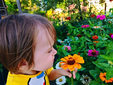 Toddler Smelling Orange Zinnia in Summer Garden. Little child in yellow shirt gently smelling a bright orange zinnia flower in a lush summer flowerbed full of colorful zinnias.