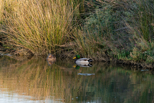 Pareja de patitos en el rio
