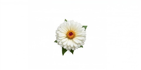 Obraz premium White zinnia flower isolated on transparent background, suitable for floral design or botanical illustrations