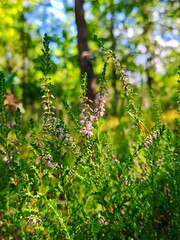 Wild Heather Flowers in Sunlit Forest. Delicate pink-purple heather (Calluna vulgaris) blooming in a sunny forest clearing with soft bokeh background of green trees.